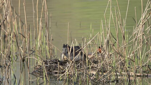 Great Crested Grebe (Podiceps cristatus). Mating behavior of a female Great Grebes in the nest
