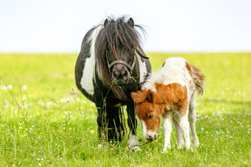 Portrait of a cute shetland pony foal in spring on a pasture outdoors