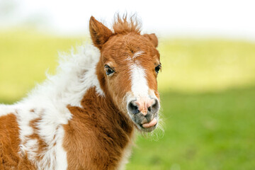 Portrait of a cute shetland pony foal in spring on a pasture outdoors