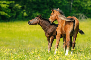 Warmblood foals playing on a pasture in spring outdoors