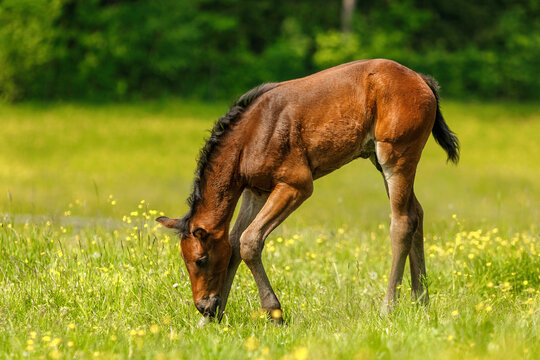 Portrait of a brown warmblood foal on a pasture in spring outdoors