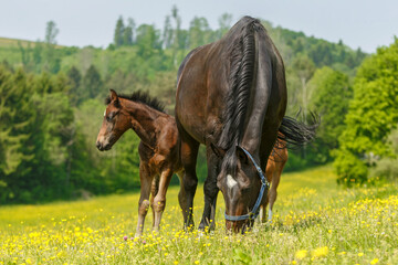 Portrait of a grazing warmblood mare with a foal on a paddock in spring outdoors