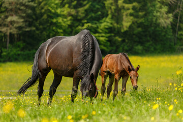 Portrait of a brown warmblood foal on a pasture in spring outdoors