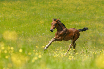 Portrait of a brown warmblood foal on a pasture in spring outdoors - obrazy, fototapety, plakaty