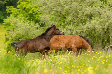 Naklejka na ściany i meble Warmblood foals playing on a pasture in spring outdoors