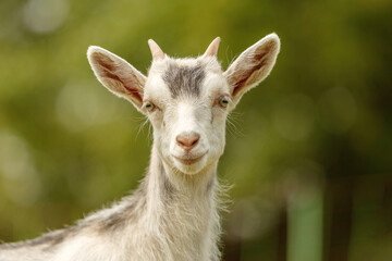 Farm animals: Portrait of a cute goat in spring on a paddock outdoors