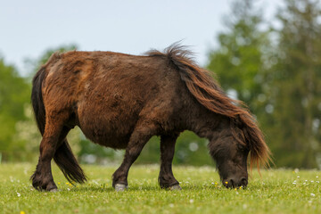 Portrait of a grazing adult shetland pony in spring outdoors