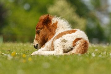 Portrait of a cute shetland pony foal in spring on a pasture outdoors