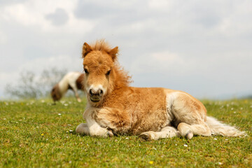 Naklejka na ściany i meble Portrait of a cute shetland pony foal in spring on a pasture outdoors
