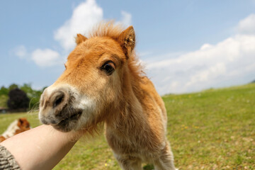 Portrait of a cute shetland pony foal in spring on a pasture outdoors