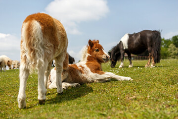 Naklejka na ściany i meble Cute little shetland pony foals playing on a pasture in spring outdoors