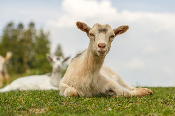 Farm animals: Portrait of a cute goat in spring on a paddock outdoors