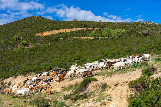 Wanderurlaub auf Sardinien, Italien: Wandern im Osten der Insel am Monte Senes - spektakuläre Ausblicke, Ziegenherde