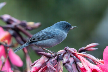 Male Slaty Flowerpiercer (Diglossa plumbea) perched on flowers in Costa Rica, selective focus on the back.