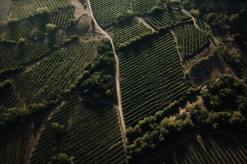 top view of the vineyard, created with AI, AI, generative AI
