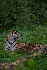 Fototapeta na wymiar Tiger mum with baby cubs laying in natural grass green habitat