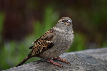 sparrow on a log perch close up