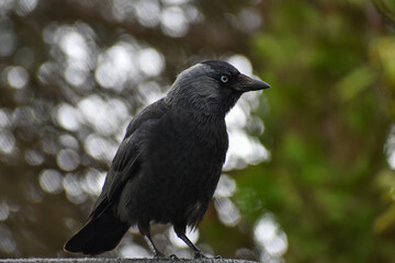 Jackdaw crow rook raven bird close up face