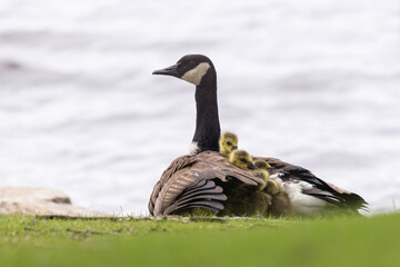 Canada goose (Branta canadensis) with babies