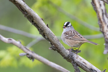 Male white-crowned sparrow (Zonotrichia leucophrys) in spring