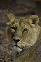 lioness headshot in natural savannah safari asia habitat