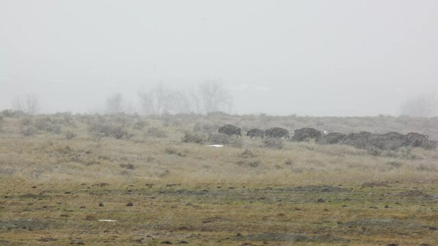 Small herd of bison in driving snow in Montana sage brush