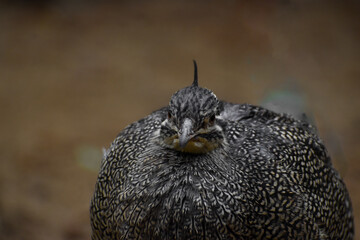 small speckled fowl bird