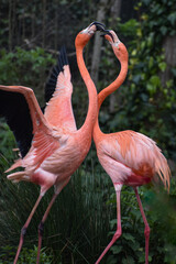 pair of flamingos fighting pink wings spread