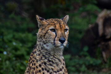 Fototapeta na wymiar Leopard in natural wild green habitat headshot