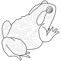 Frog isolated vector illustration. Hand drawn.
