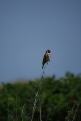 European goldfinch (Carduelis carduelis) singing from perch