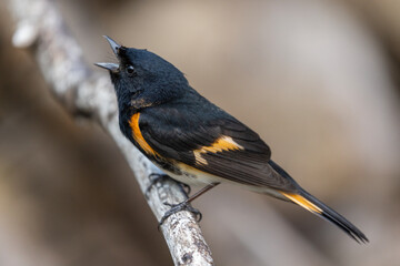 Male American redstart (Setophaga ruticilla) in spring