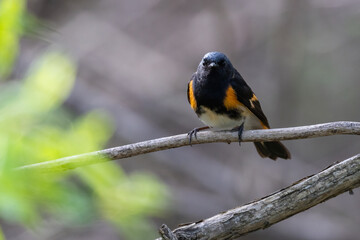 Male American redstart (Setophaga ruticilla) in spring
