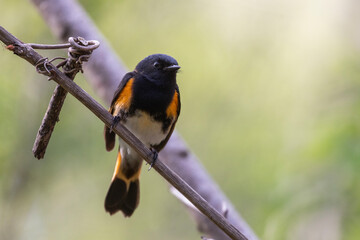 Male American redstart (Setophaga ruticilla) in spring