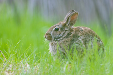 Eastern cottontail (Sylvilagus floridanus) in spring