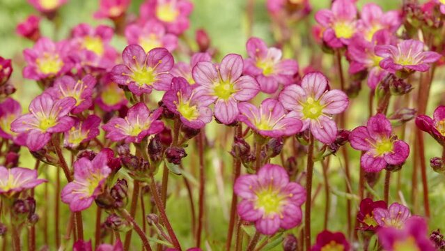 Closer look of the tiny stems of the rockfoil flowers on the garden outside in Estonia