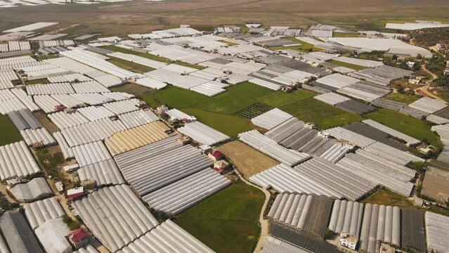 Beautiful modern industrial greenhouses with vegetables and lettuce greenery. Concept for industrial agriculture