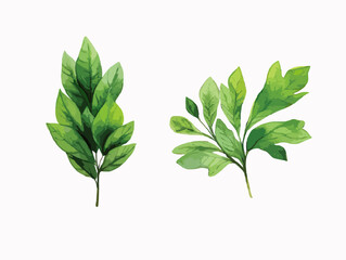 Green Beauty: Exploring the diversity of leaves and plants