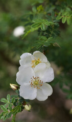 Obraz na płótnie Canvas Beautiful close-up of a rosa sericea flower