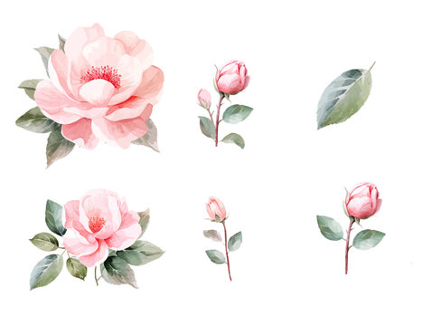 Collection of beautiful pink flowers and green leaves. Hand-painted watercolor botanical clip art isolated on a white background. Blooming flower design elements.acuarela