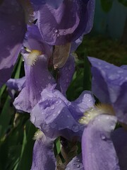 purple iris flower after rain