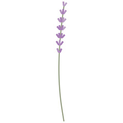 Obraz premium Lavender flower