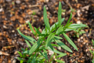 A young hyssop plant growing in a garden (Hyssopus officinalis)