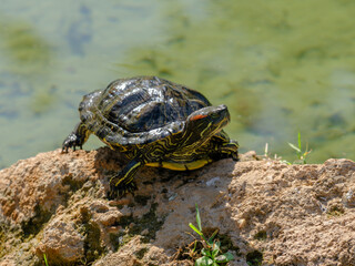 a turtle in the pond