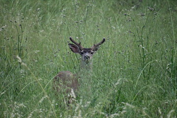 roe deer in the grass