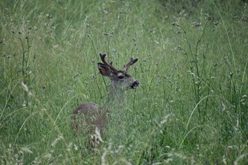 deer in the grass