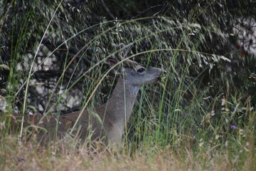 deer in the wild