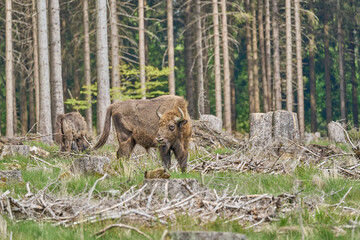 European wood Bison, also Wisent at Rothaarsteig, Sauerland.