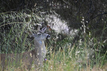 deer in the woods