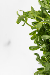 Fresh micro-greenery close-up. Healthy eating. Copy space
